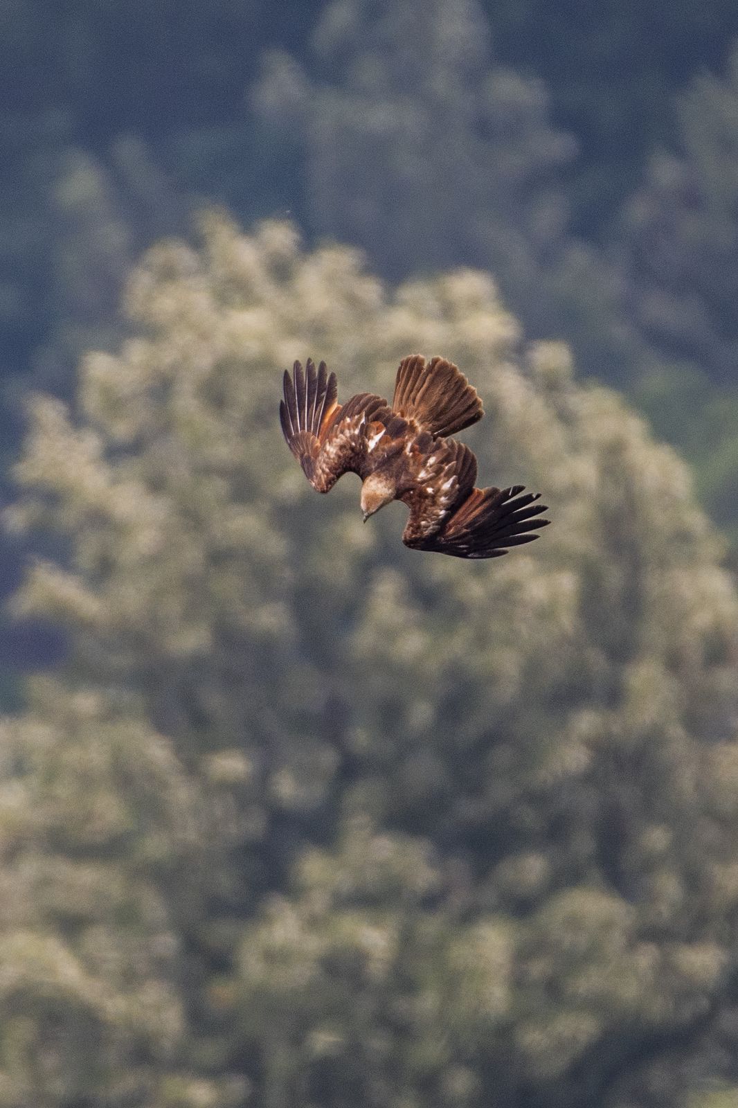 Brahminy Kite (1)